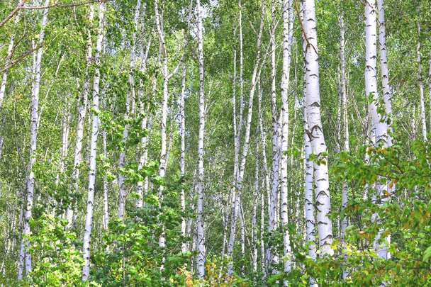 A fehér nyír kéreg a nyírfa liget zöld nyírfa levelek gyönyörű nyírfa - Fotó, kép