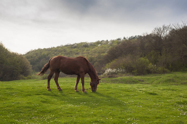 Brown horse grazes in a meadow in the summer. Horse grazing in pasture enjoying the summer sunrise. - Photo, Image