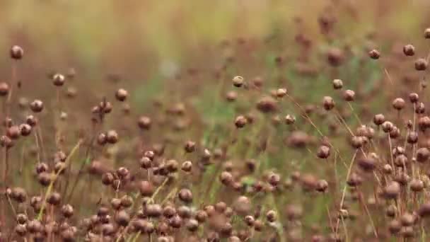 linaza madura (Linum usitatissimum) o plantas de linaza en el campo, enfoque selectivo
 - Imágenes, Vídeo