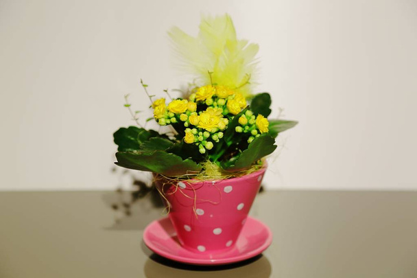 Fioritura kalanchoe fiore giallo isolato in vaso rosa su sfondo grigio. Pasqua primavera fiore sfondo
. - Foto, immagini
