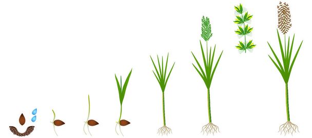 Cycle of growth of a sugarcane plant on a white background. - Vector, Image