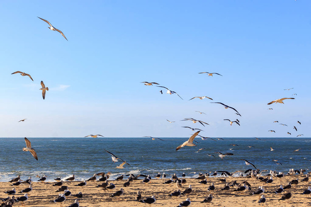 Paysage marin avec mouettes volant à la plage de Nazare
 - Photo, image