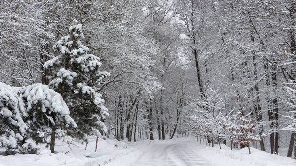 die Straße im Winterwald und Bäume im Schnee an einem bewölkten Tag Hintergrund - Foto, Bild