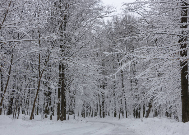 de weg in de winter bos en de bomen in de sneeuw op de achtergrond van een bewolkte dag - Foto, afbeelding