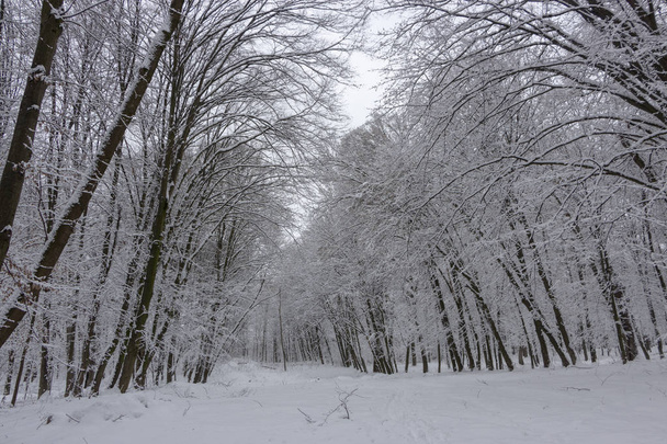 το δρόμο στο δάσος του χειμώνα και δέντρα στο χιόνι με φόντο συννεφιασμένη μέρα - Φωτογραφία, εικόνα