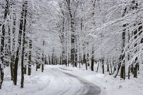 silnice v zimním lese a stromy ve sněhu na zamračený den pozadí - Fotografie, Obrázek