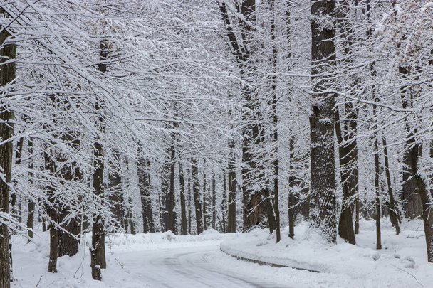 droga w zimie lasu i drzew w śniegu na tle pochmurny dzień - Zdjęcie, obraz