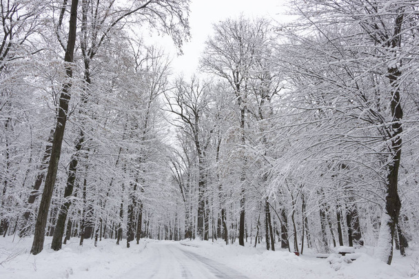 az út a téli erdő és a fák a hóban, a felhős háttér - Fotó, kép