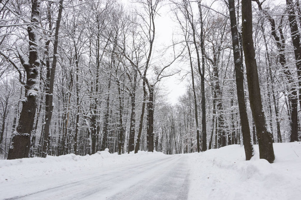 Yolun ortasında kış orman ve ağaç bir bulutlu gün arka planda karda - Fotoğraf, Görsel