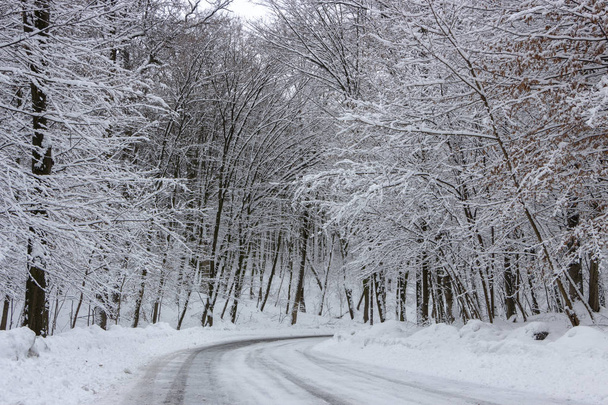 the road in the winter forest and trees in the snow on a cloudy day background - Photo, Image