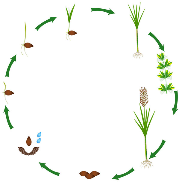 Zyklus einer Zuckerrohrpflanze isoliert auf weißem Hintergrund. - Vektor, Bild