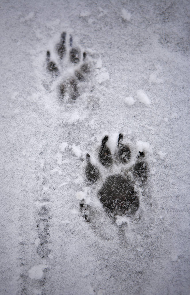 След волка. Собачьи следы на снегу. Волчьи следы на снегу. Волчьи следы на снеснегу. Фото следа волка на снегу и собаки