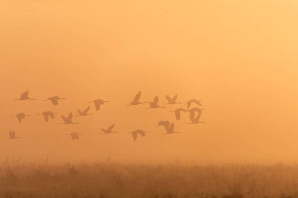 silhouette of flying flock of Common Crane on morning sky, migration in the Hortobagy National Park, Hungary, puszta is famous ecosystems in Europe and UNESCO World Heritage Site - Photo, Image