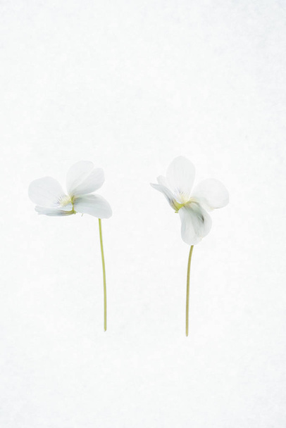 white spring flowers, close up - Foto, Imagem