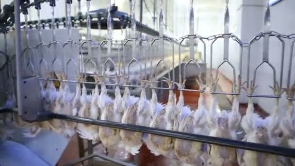 Linea di lavorazione del pollo presso l'allevamento di pollame. Linea di produzione di carne di pollo. Industria alimentare
. - Filmati, video