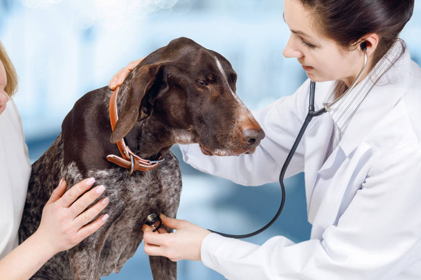 A vet is touching a dog's chest with her stethoscope from the right and dog's owner is calming it down form the other at the animal clinic background . - Foto, afbeelding