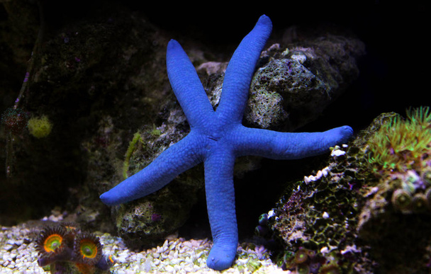 Étoile de mer bleue - (Linckia laevigata
) - Photo, image