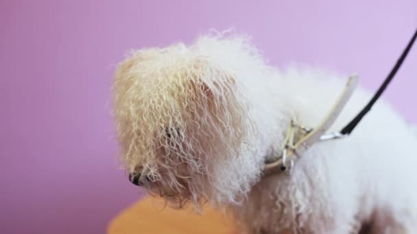Mojado y lindo perro Bichon Frize mira a la cámara
 - Imágenes, Vídeo