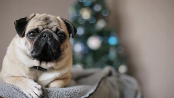 Portrét Mops pes na vánoční stromeček pozadí při pohledu na fotoaparát. Šťastné Vánoce a nový rok koncepce - Záběry, video