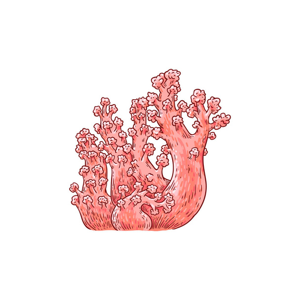Vector red coral underwater plant sketch icon - Vector, imagen