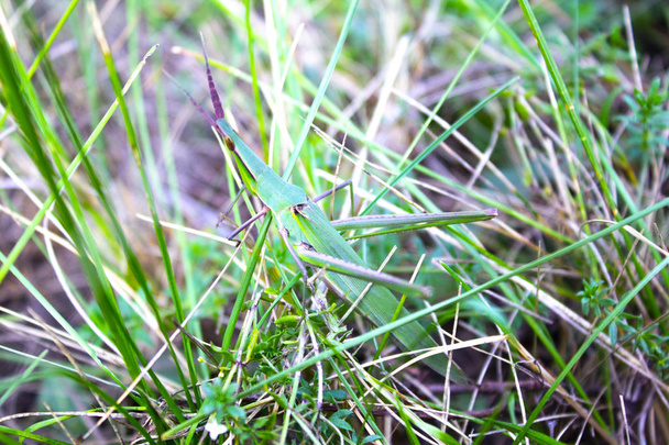 grillo de insecto verde grande
  - Foto, Imagen