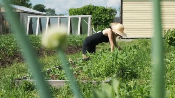 Mulher de chapéu de palha e luvas remove ervas daninhas da cama do jardim, ervas daninhas no jardim
 - Filmagem, Vídeo