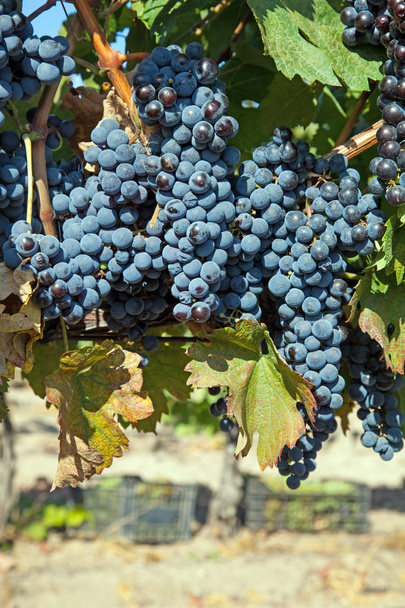 A wine vineyard in France - Foto, Bild