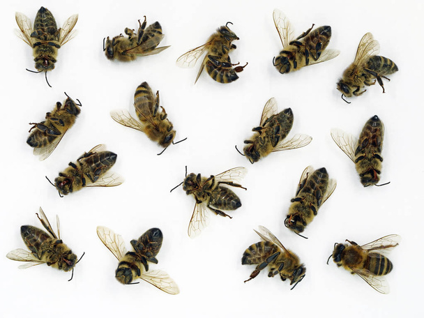 Primer plano de abejas muertas aisladas sobre fondo blanco, concepto de abejas mueren
 - Foto, imagen