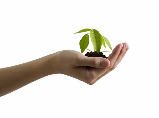 Hand and plant isolated on white background - 写真・画像