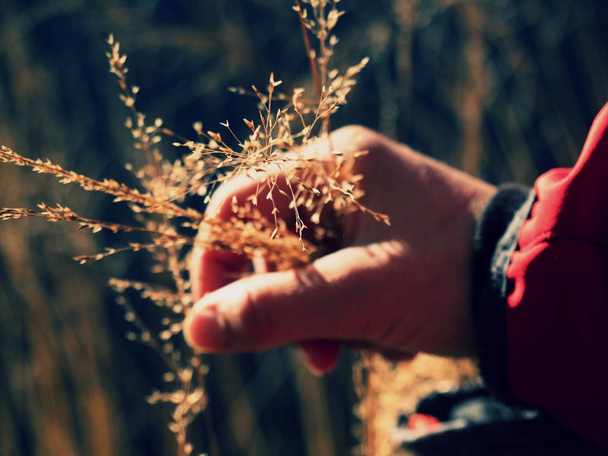 Ręka w czerwony ciepła Kurtka trekkingowa przytrzymaj szypułka trawa złote na brzegu jeziora. - Zdjęcie, obraz