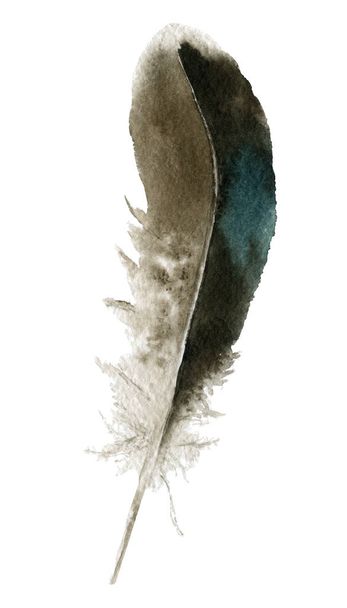 Picture of a duck feather hand painted in watercolor isolated on the white background. - Photo, image
