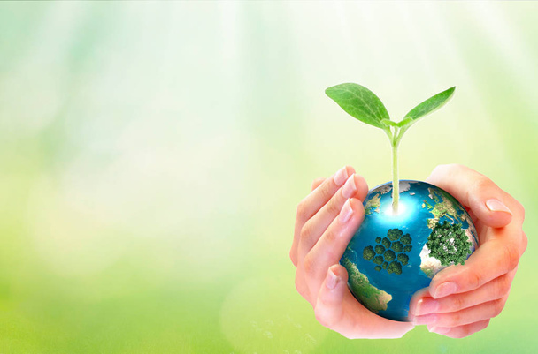 Weltumwelttag-Konzept: Menschenhände halten großen Wachstumsbaum und Erdglobus über grünem Frühlingshintergrund - Foto, Bild