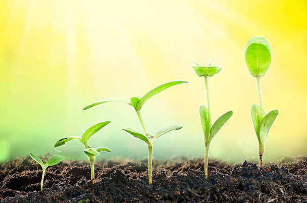 Agriculture. Growing plants. Plant seedling. Hand nurturing and watering young baby plants growing in germination sequence on fertile soil with natural green background. - Photo, Image