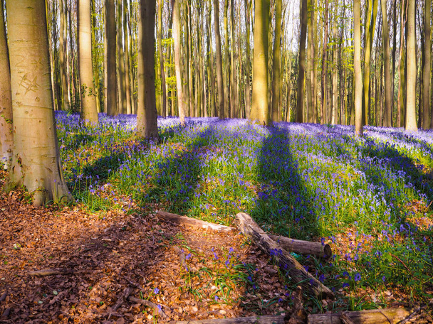 Travi solari mattutine che brillano attraverso BlueBell e faggio boschivo gettando lunghe ombre sul tappeto viola, Hallerbos Belgio
 - Foto, immagini