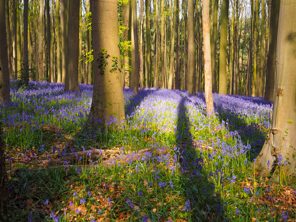 Early morning sun beams shining through beech woodland casting long shadows on the purple carpet, Hallerbos, Belgium - Photo, Image