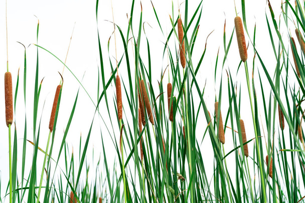 Typha angustifolia pole. Zelená tráva a hnědé květiny. Kočky izolované na bílém pozadí. Rostlinné listy jsou ploché, velmi úzké a vysoké. Stébla jsou zakončena hnědou, nadýchanou klobásou  - Fotografie, Obrázek