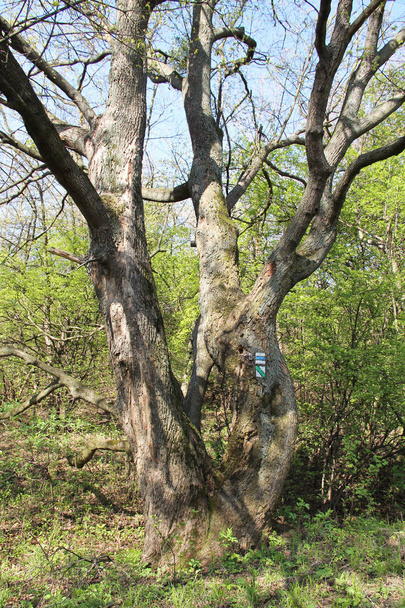 старое дерево с нарисованными табличками для туристов
 - Фото, изображение