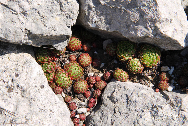 rode en groene succulenten van kip-en-kuikens rollen tussen de stenen - Foto, afbeelding