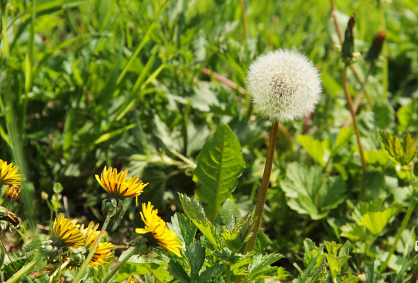 one dandelion with fluff and some other ones still blooming - Photo, Image