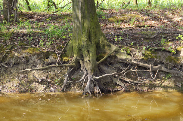 su, Poodri, Çek Cumhuriyeti çamurlu kıyısında büyüyen bir ağaç köklerinin ortaya - Fotoğraf, Görsel