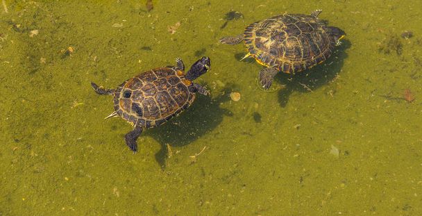 Wasserschildkröte in einem schmutzigen Teich im Stadtpark, wildes Tier, das in einer aquatischen Umgebung lebt, Natur - Foto, Bild
