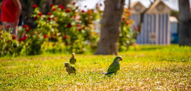 Zielona papuga na soczysta trawa zielona, dzikie ptaki w parku w mieście, fauna - Zdjęcie, obraz