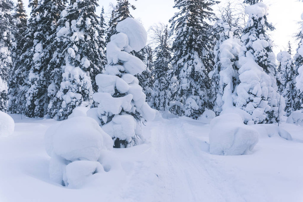 Abeto cubierto de nieve. Paisaje forestal invernal. República de Komi. Rusia - Foto, Imagen