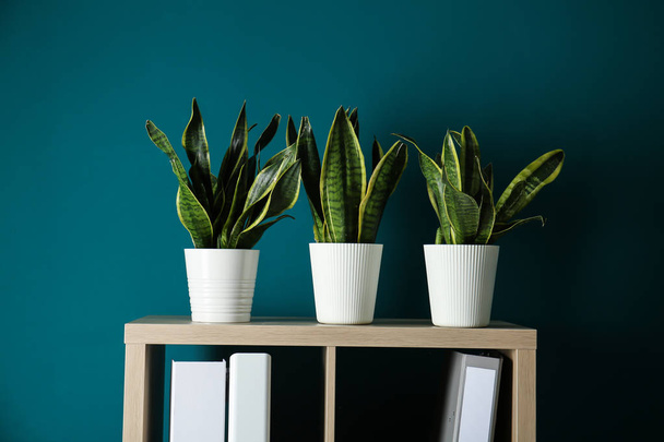 Tencere houseplants raf oda ile - Fotoğraf, Görsel