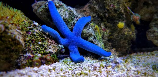 Estrela do mar azul - (Linckia laevigata) - Foto, Imagem