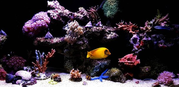 aquarium récifal corail réservoir à la maison
 - Photo, image