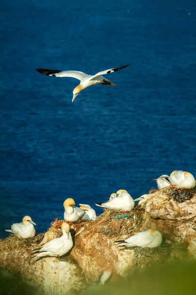 Pohjois-Gannet Morus bassanus, pariutumisen gannets kallioita, Helgoland Saksassa, lintuyhdyskunta, lintu lasku siirtomaa, pesivät linnut veden pinnalla taustalla
 - Valokuva, kuva