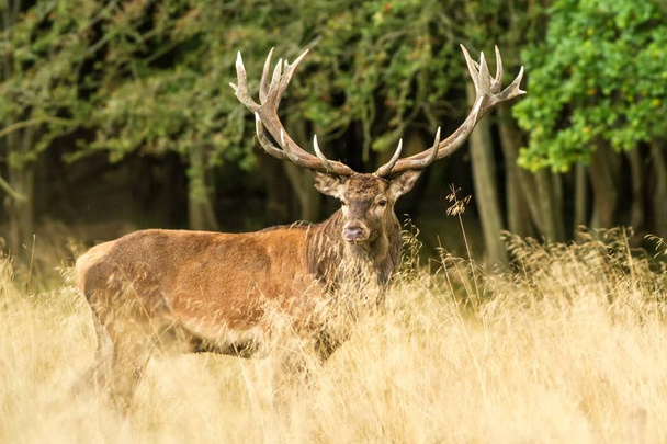 Male red deer (Cervus elaphus) with huge antlers during mating season in Denmark, mating season, Majestic powerful adult red deer stag outside autumn forest. Big animal in the nature forest habitat - Photo, Image