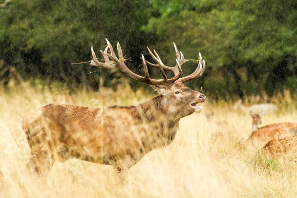 Male red deer (Cervus elaphus) with huge antlers during mating season in the early morning autumn light in rain, mating season, male guarding his flock of deer. Majestic powerful adult red deer stag - Photo, Image