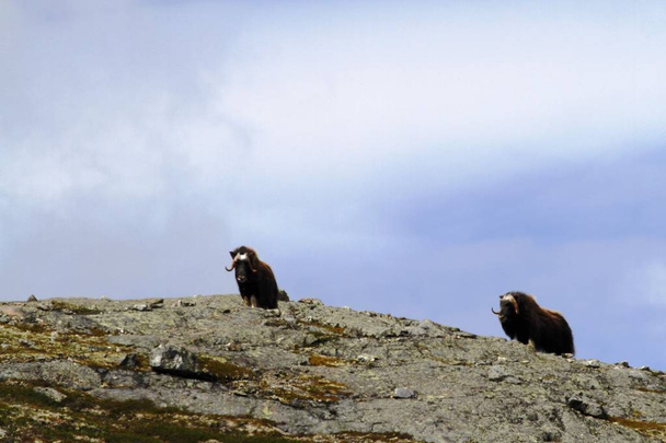 Família Muskox (Ovibos moschatus) de pé na horizontal na Groenlândia. Grandes bestas selvagens. Grandes animais no habitat natural, Ártico e paisagem com grama, céu nublado, rochas, rebanho de mamíferos
 - Foto, Imagem